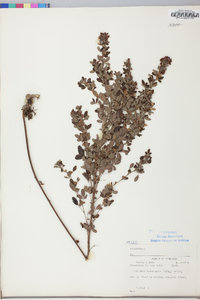 Lespedeza intermedia image