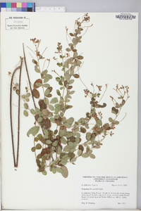 Lespedeza × nuttallii image