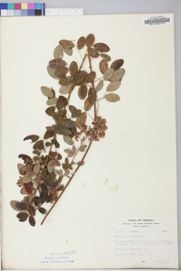 Lespedeza × nuttallii image