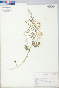 Vicia caroliniana image