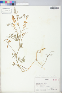 Vicia caroliniana image