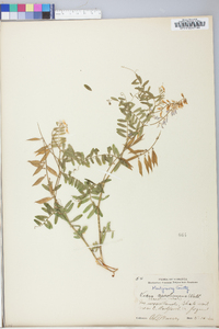 Vicia caroliniana image