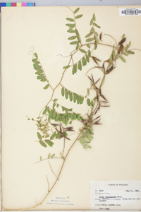 Vicia caroliniana image