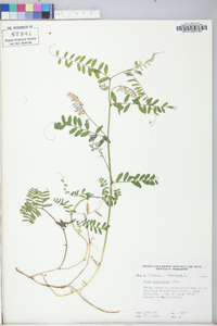 Vicia caroliniana image