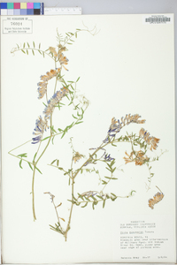 Vicia villosa subsp. varia image
