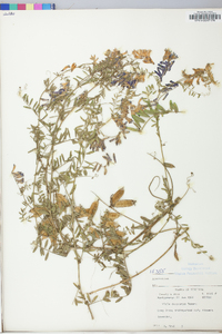 Vicia villosa subsp. varia image