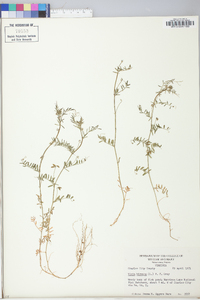 Vicia hirsuta image