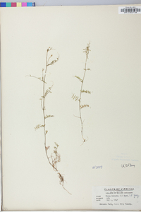 Vicia hirsuta image