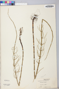 Equisetum fluviatile image