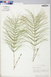 Equisetum pratense image