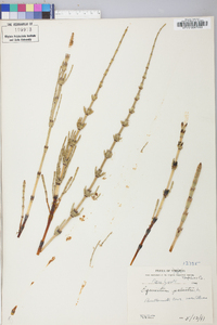 Equisetum palustre image