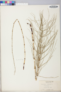 Equisetum palustre image