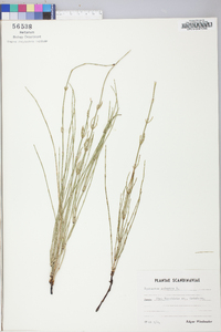 Equisetum palustre image