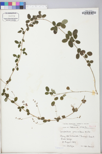 Lespedeza procumbens image