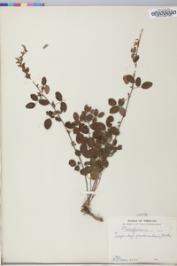 Lespedeza procumbens image