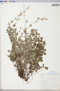 Lespedeza procumbens image