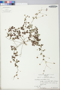 Lespedeza procumbens image