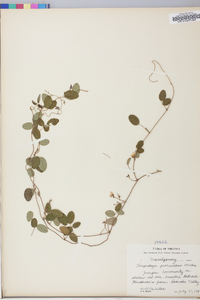 Lespedeza procumbens image