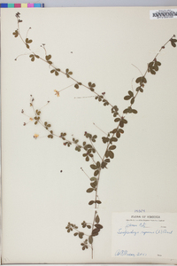 Lespedeza repens image