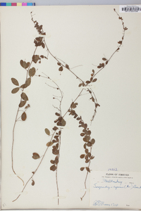 Lespedeza repens image