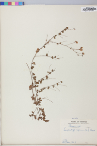 Lespedeza repens image