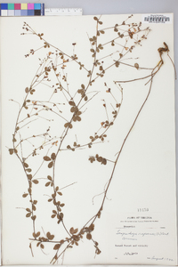 Lespedeza repens image