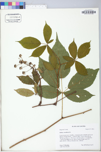 Rubus canadensis image