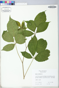 Rubus canadensis image