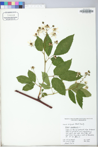 Rubus canadensis image