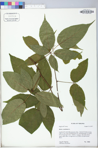 Rubus canadensis image