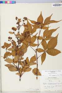 Rubus canadensis image