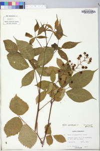 Rubus canadensis image