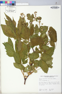 Rubus canadensis image