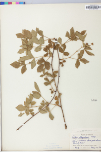 Rubus flagellaris image