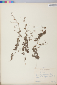 Lespedeza repens image