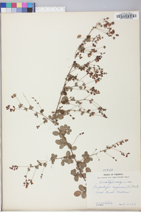 Lespedeza repens image