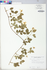 Rubus flagellaris image