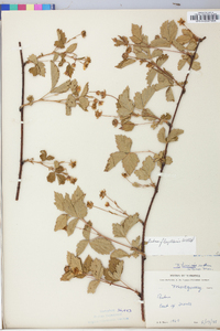 Rubus flagellaris image