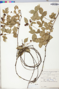 Rubus flagellaris image