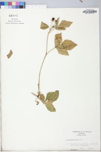 Rubus flagellaris image