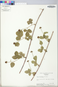 Rubus flagellaris image