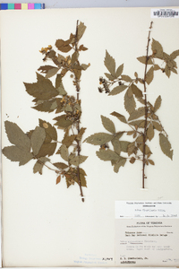 Rubus flagellaris image