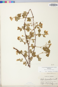 Rubus flagellaris image