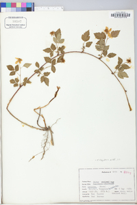 Rubus flagellaris image