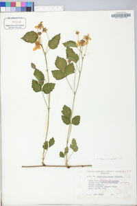 Rubus flagellaris image