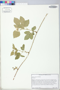 Rubus flagellaris image