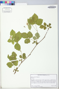 Rubus flagellaris image