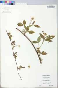 Rubus flagellaris image