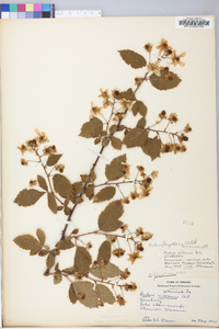 Rubus flagellaris image