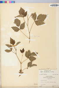 Rubus flagellaris image